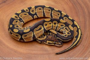 African import ball python for sale