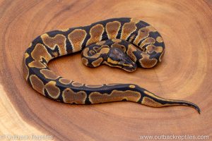 African import ball python for sale