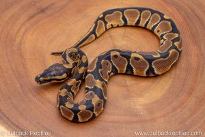 African import ball python for sale