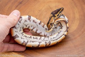 African import ball python for sale
