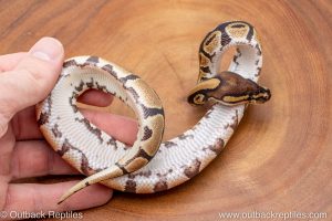 African import ball python for sale