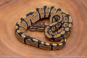 African import ball python for sale