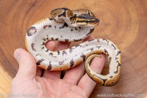African import ball python for sale
