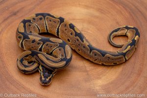 African import ball python for sale