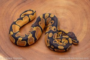 African import ball python for sale
