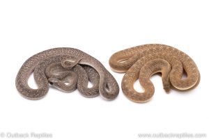 Axanthic Egg Eating Snake for sale