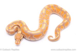 banana cinnamon enchi het clown ball python for sale