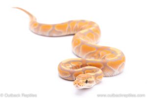 banana cinnamon enchi het clown ball python for sale