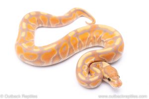 banana cinnamon enchi het clown ball python for sale