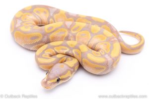 Banana ball python for sale