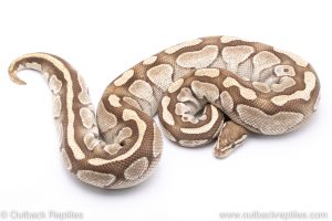 Butter ball python for sale