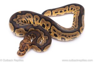 clown ball python for sale