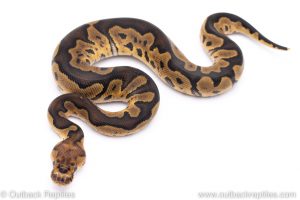 clown ball python for sale