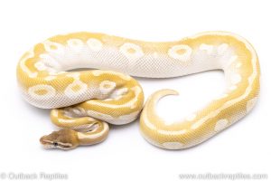 Crystal ball python for sale