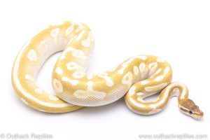 Crystal ball python for sale