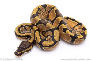 Enchi ball python for sale