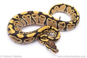 Fire ball python for sale