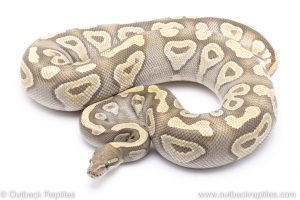 GHost mojave ball python for sale