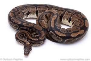Het Clown adult ball python for sale