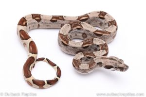 Hypo redtail boa for sale