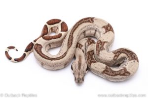 Hypo redtail boa for sale