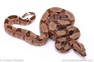 Hypo boa female for sale