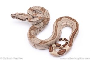 Hypo redtail boa for sale
