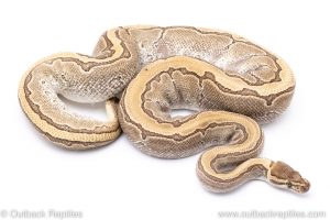 Jigsaw adult breeder ball python for sale