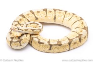 Killer bee adult breeder ball python for sale