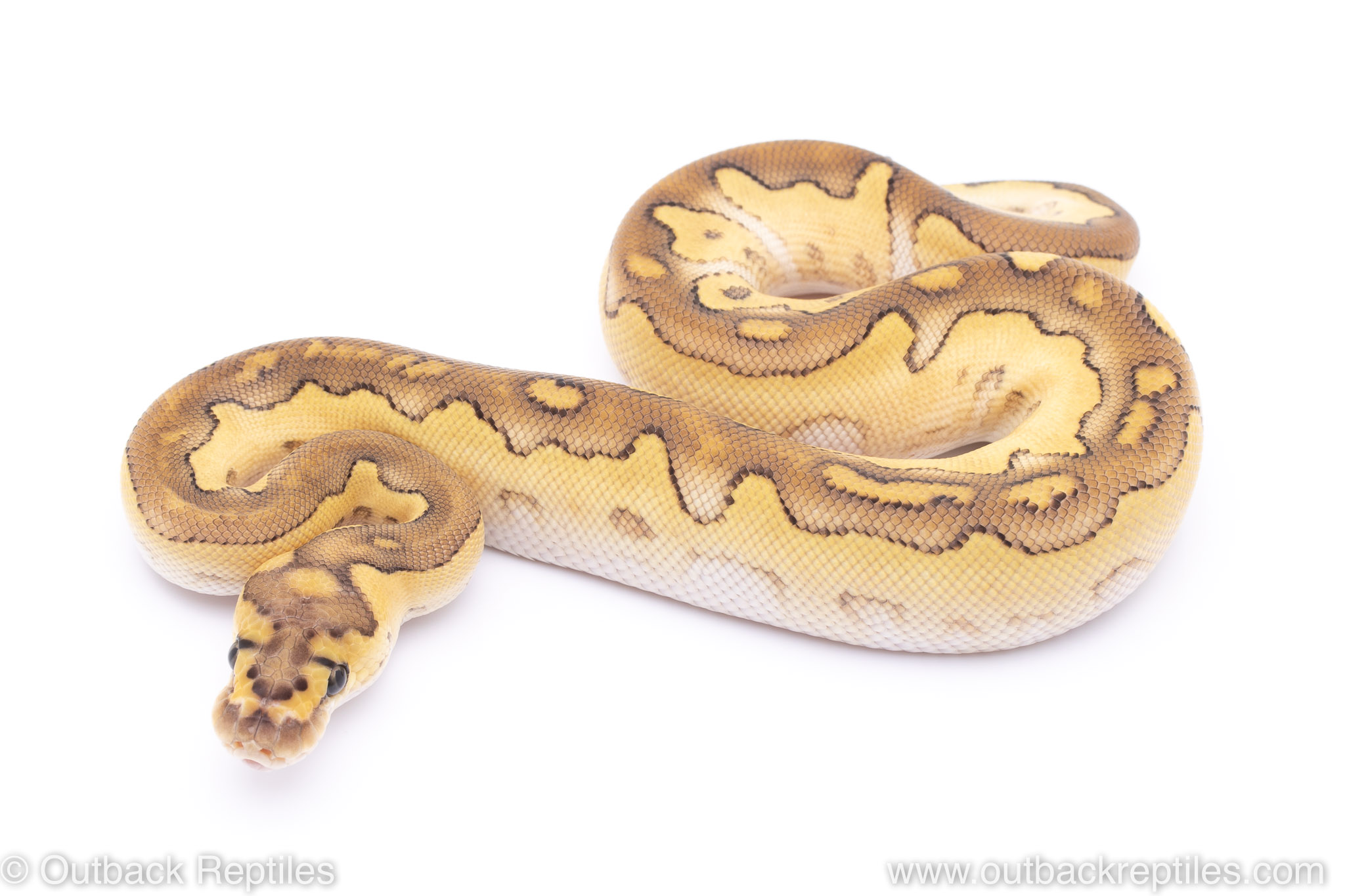 Lesser Clown 1 | Outback Reptiles