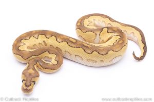 Lesser clown ball python for sale