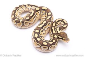 Lesser het clown ball python for sale