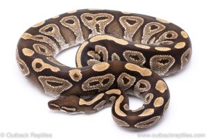 Mystic adult breeder ball python for sale