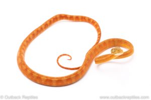 Jelly Worm Amazon tree Boa for sale