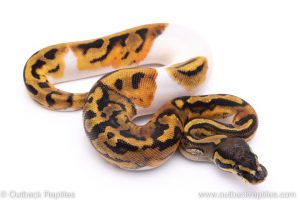 pied ball python for sale
