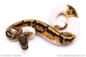 Pied ball python for sale