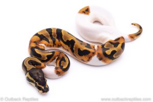 Pied ball python for sale