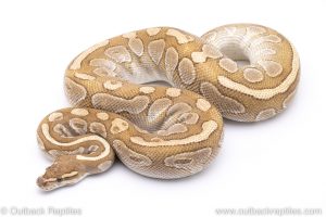 Platinum platty daddy adult breeder ball python for sale