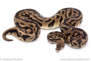 Pastel Leopard ball python for sale