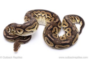 pastel mystic adult breeder ball python for sale