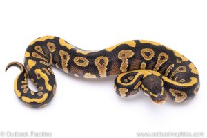 phantom yellowbelly ball python for sale