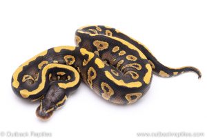 phantom yellowbelly ball python for sale