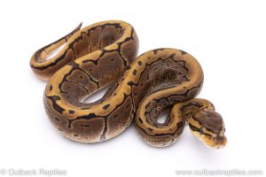 Pinstripe ball python for sale