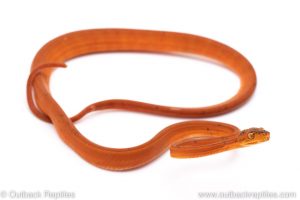 Red Amazon Tree Boa for sale