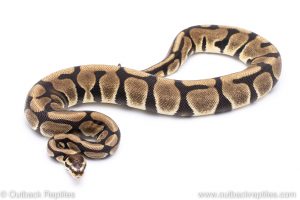 Scaleless Head enchi ball python for sale