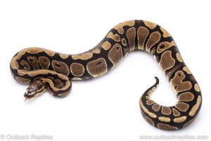 Scaleless Head ball python for sale