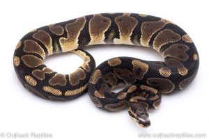 Scaleless Head ball python for sale