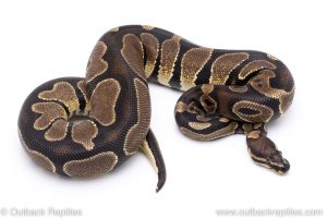 Scaleless Head ball python for sale