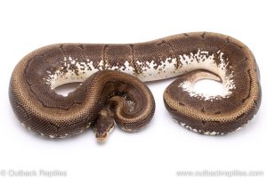 Spinner ball python for sale