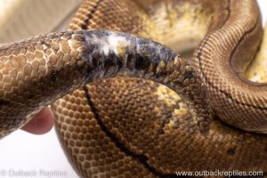 Ball pythons for sale